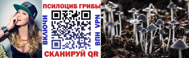купить наркотики цена Звенигово Псилоцибиновые грибы Psilocybe